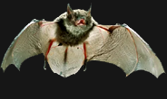 Alcathoe Bat