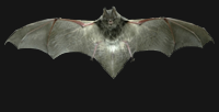 Barbastelle Bat