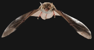 Bechstein's Bat