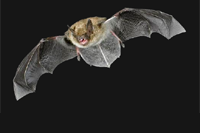 Brandt's Bat