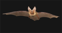 Brown Long-Eared Bat