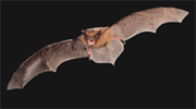 Common Pipistrelle