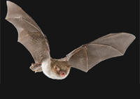 Daubenton's Bat