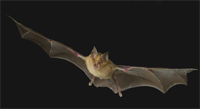 Greater Horseshoe Bat