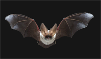 Grey Long-Eared Bat