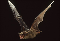 Leisler's Bat