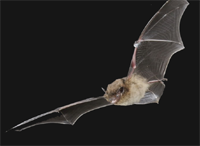 Nathusius Pipstrelle Bat