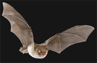 Natterer's Bat