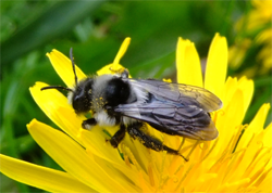 Ashy Mining Bee