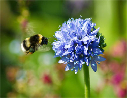 Bumblebee