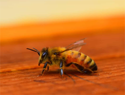 Honey Bee