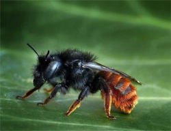 Mason Bee