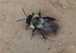 Mining Bee