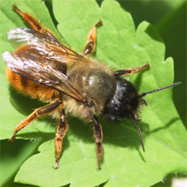 Red-mason Bee