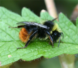 Red-tailed Bumblebee