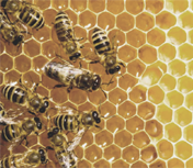 Save the Bees
