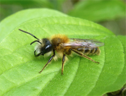 Tawny Mining Bee