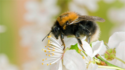Tree Bumblebee