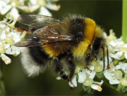 White-tailed Bumblebee