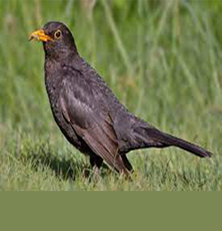 Blackbird