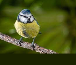 Blue Tit
