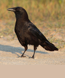 Crow