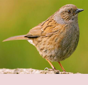 Dunnock
