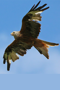 Kite