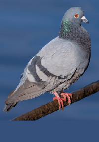 Pigeon
