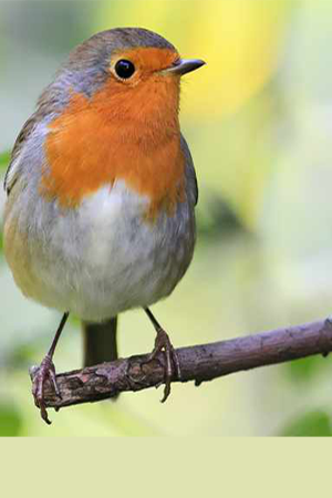 Robin