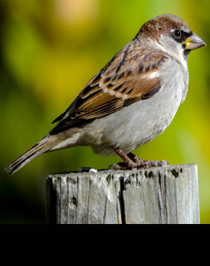 Sparrow