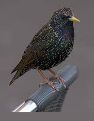 Starling