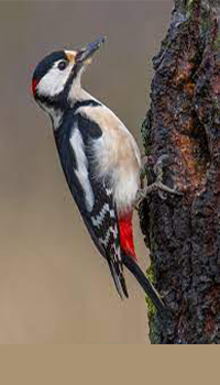Woodpecker