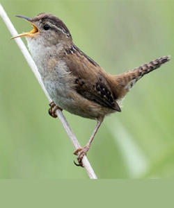 Wren