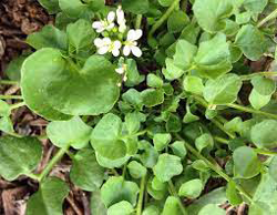 Bitter Cress