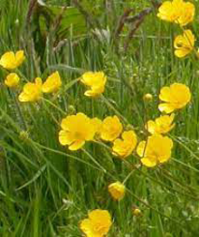 Buttercup