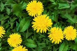 Dandelions