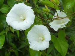 Hedge Bindweed