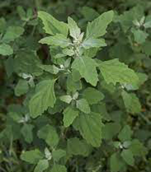 Lambsquarters