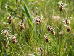 Ribwort Plantain