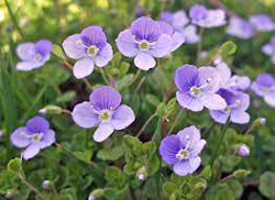 Slender Speedwell