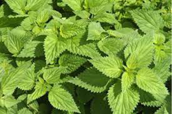 Stinging Nettle