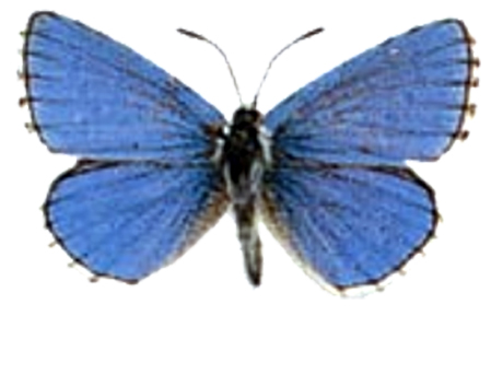 Beautiful blue