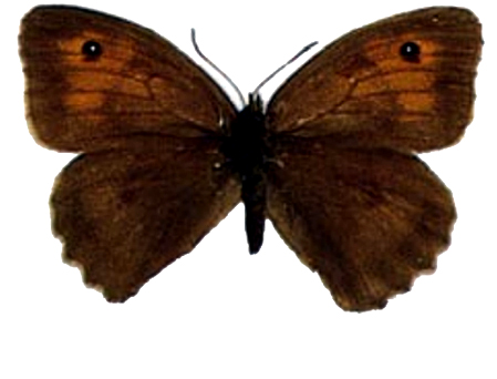 Successful Brown