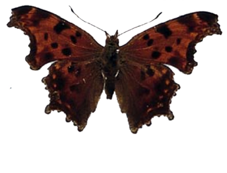 Comma