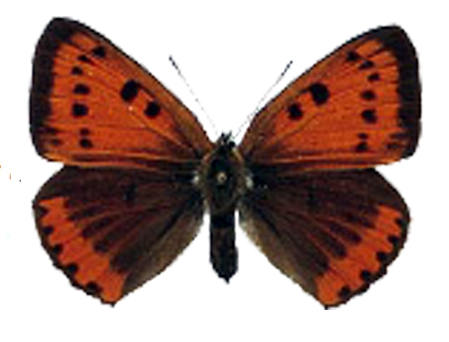 Disappearing Copper