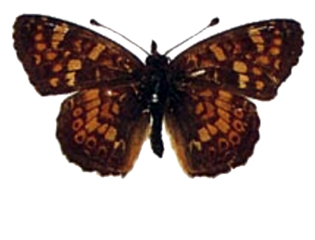 Crescentspot