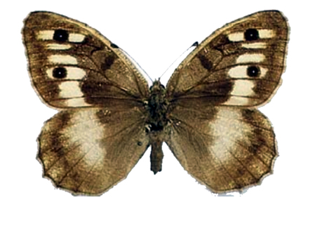 Hermit Butterfly