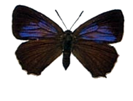 Oak Forest Resident