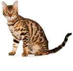 Bengal Cat